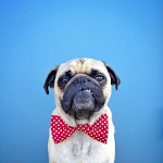 Cover Image of 下载 Pugs Wallpapers  APK