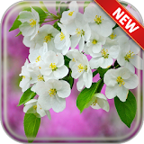 Spring Bloom Wallpapers icon