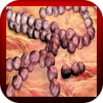 Cover Image of Download Streptococcus 1 APK