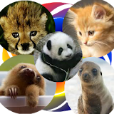 YAP Young Animal Pairs icon