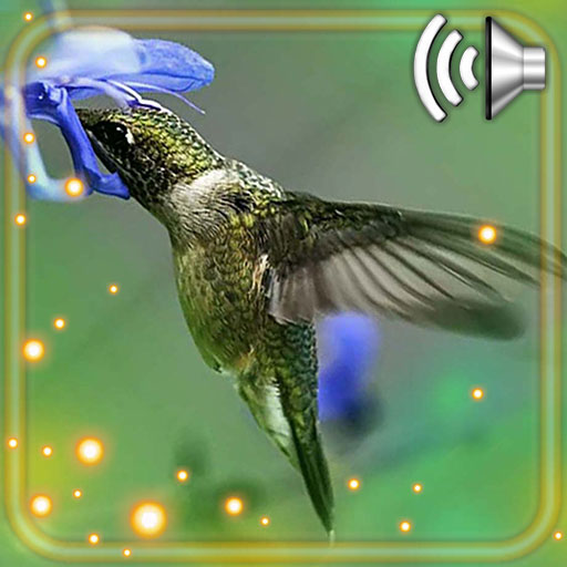 Humming Bird HD Live Wallpaper