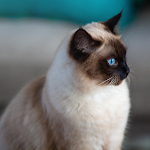 Cover Image of 下载 Siamese cat Wallpapers  APK