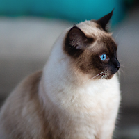 Siamese cat Wallpapers