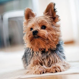 Yorkshire Terrier: Download & Review