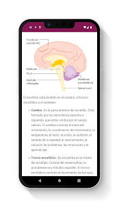 Anatomía del Cerebro