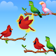 Bird Sort - Color Puzzle Laai af op Windows