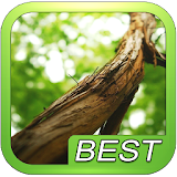 Forest Nature Puzzle icon