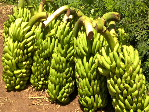 Android application KALRO New Banana Varieties screenshort