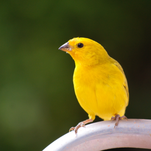 Canary Bird sounds logo