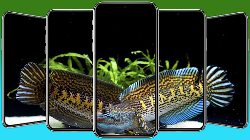 Channa Fish Wallpaper HD Screen 2