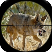  Coyote Hunting Calls 