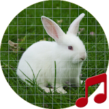 Rabbit call sounds ~ Sboard.pro icon