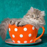 Cute Cat Parsian Wallpapers HD