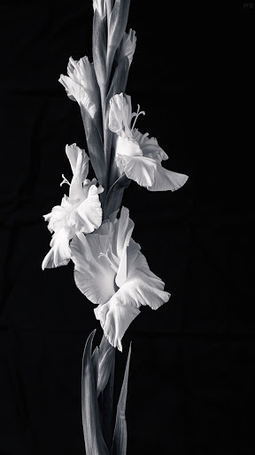 Android application Gladiolus Flower Wallpaper 4K screenshort