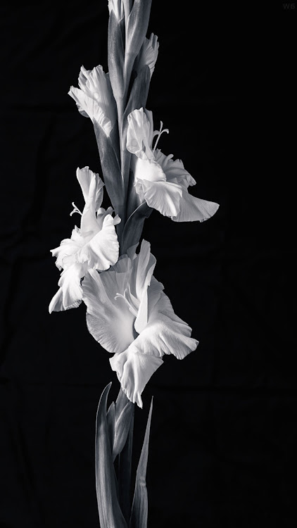 Gladiolus Flower Wallpaper 4K - 1.04 - (Android)