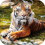 Cover Image of Télécharger Tiger Live Wallpaper - backgrounds hd 16.0 APK