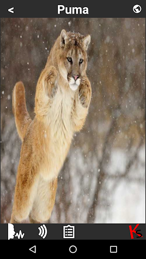 Learn Animals Screen 3