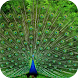 Peacocks. Super Wallpapers - Androidアプリ