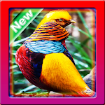 Cover Image of Download Wallpaper Birds 1.0 APK