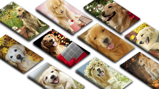 Android application Golden Retriever Photos HD screenshort