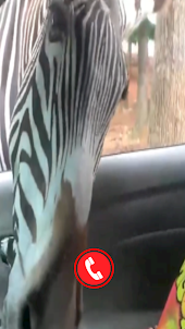Zebra Fake Video Call