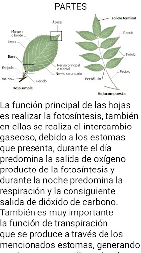 BOTÁNICA BÁSICA Screen 2