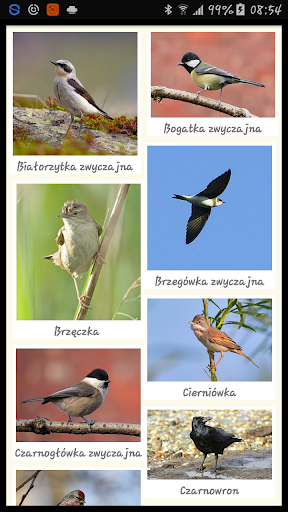 Android application Polish Birds screenshort