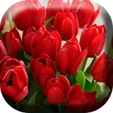 Gorgeous Tulips Live Wallpaper icon