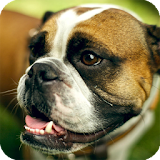 Boxer Dog Live Wallpaper icon
