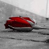 Rainy Icy Rose LWP icon