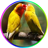 Master Lovebird icon