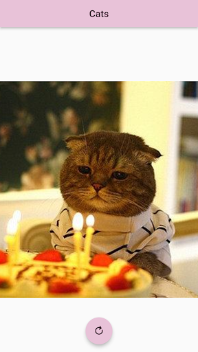 Cats Screen 3