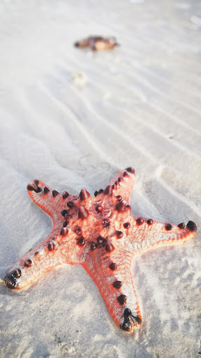 Starfish Wallpaper ekran görüntüsü