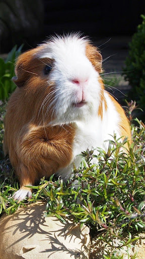 Guinea Pig Wallpapers Screen 2