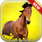 Cover Image of Download Horse Wallpapers 2.1 APK