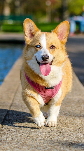 Android application Dog & Puppy Wallpapers 4K screenshort