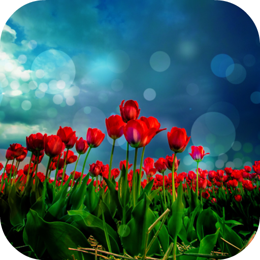 Red Tulips Live Wallpaper logo