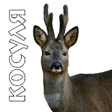 Decoys on roe deer icon