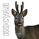 Decoys on roe deer Download on Windows