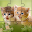Cats & Kittens Jigsaw Puzzles APK icon