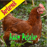 Cara Berternak Ayam Petelor icon