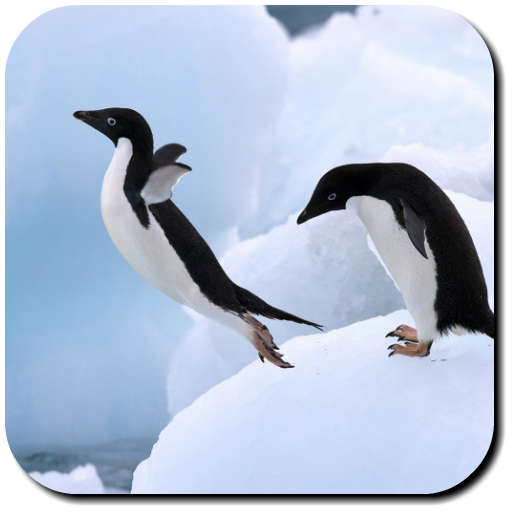 Penguin Wallpapers  Icon