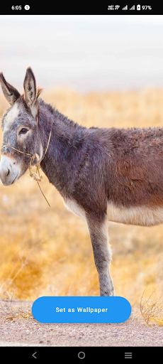 Android application Donkey Wallpaper screenshort