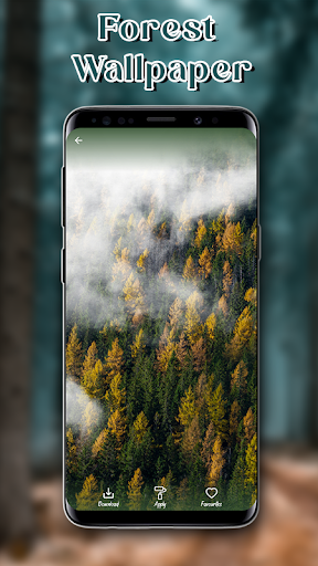 Forest nature wallpapers