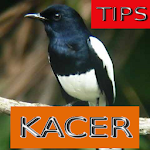 Cover Image of 下载 Tips Perawatan Burung Kacer  APK