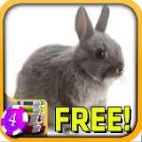 3D Bunny Rabbit Slots - Free icon