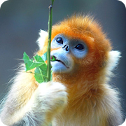 Pic Monkey - Photo editor free Monkey 1.0 Icon
