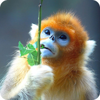 Pic Monkey - Photo editor free Monkey