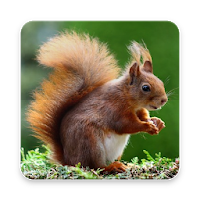 Squirrel Wallpaper HD