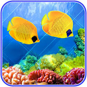 Colorful cute underwater fish koi wallpaper